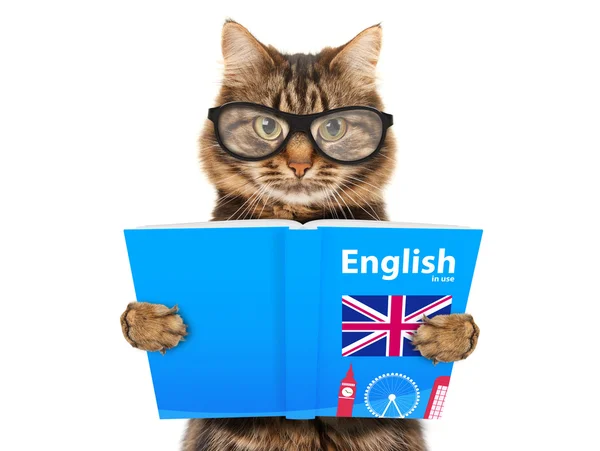 kedi bir kitap okuma