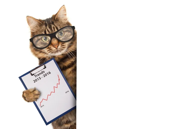 Cat with a folder for presentations — Stock Photo, Image