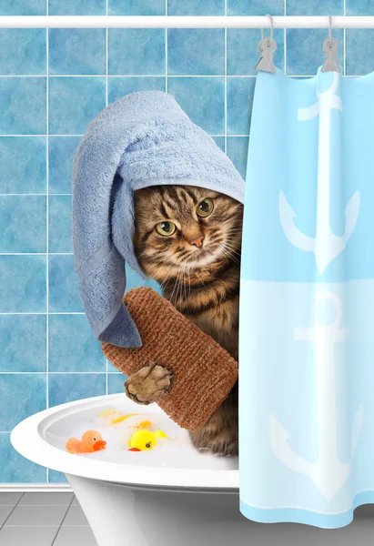 Chat drôle prenant un bain . — Photo