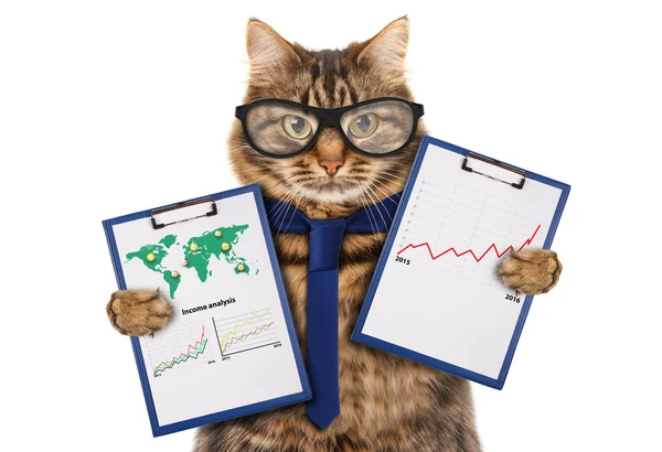 Cat with a folder for presentations — Stock Photo, Image