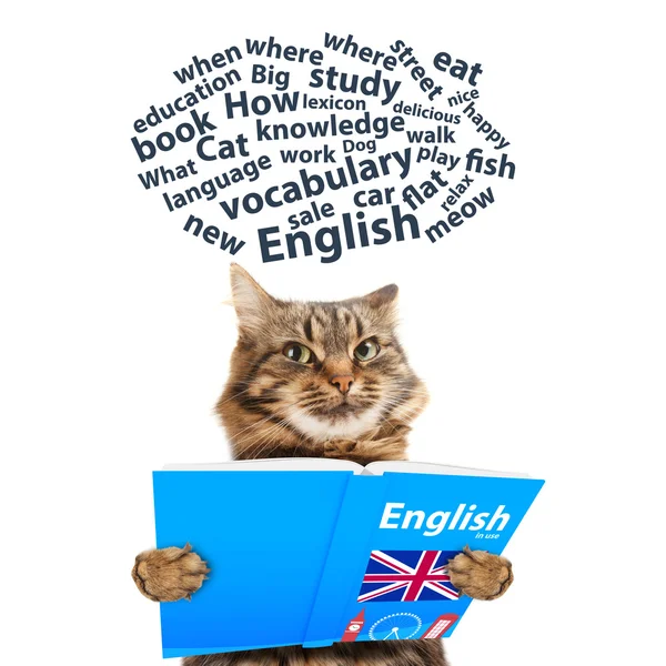 Funny cat is learning English — Stock Photo, Image