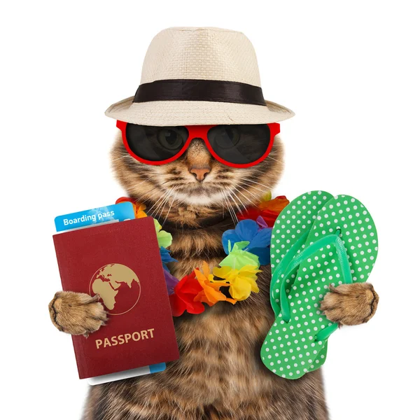 Pasaport ve havayolu bilet ile kedi