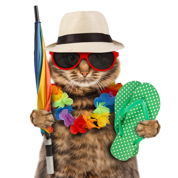 Смешная кошка собирается в отпуск — стоковое фото