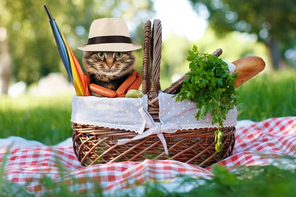Funny cat on a picnic.
