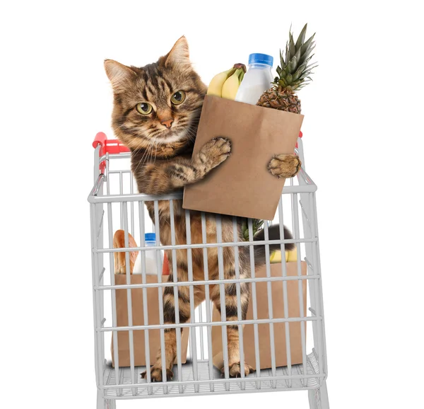 Funny cat in the store — Stock Photo, Image