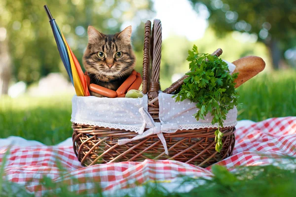 Забавна кішка на пікніку . — стокове фото