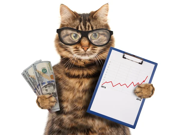 Кошка с папкой для презентаций — стоковое фото