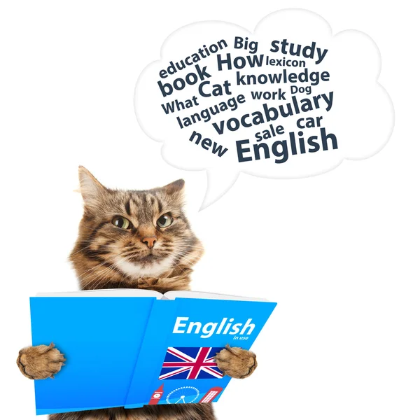 Lustige Katze lernt Englisch — Stockfoto