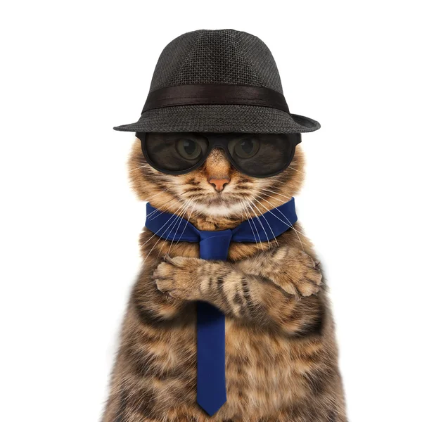 Lustige Katze - Mafia-Boss — Stockfoto