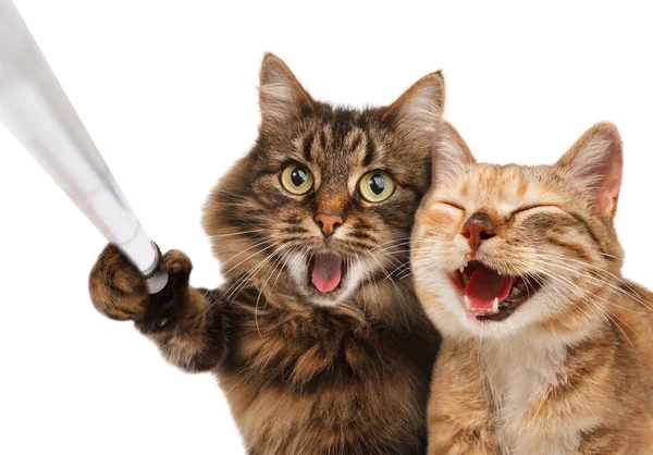 Funny cats - Self picture. — Stock Photo, Image