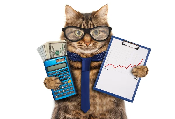 Cat with a folder for presentations — Stock Photo, Image