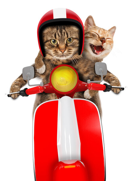 Chats drôles - conduire un cyclomoteur — Photo