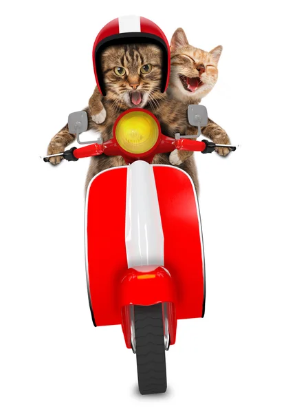 Funny cats - driving a moped — Stock Photo, Image