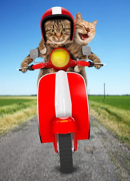 Funny cats - driving a moped — Stock Photo, Image