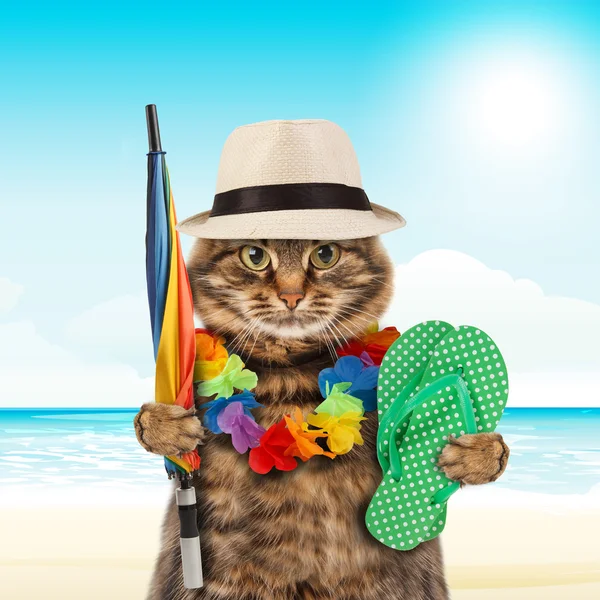 Смешная кошка собирается в отпуск — стоковое фото