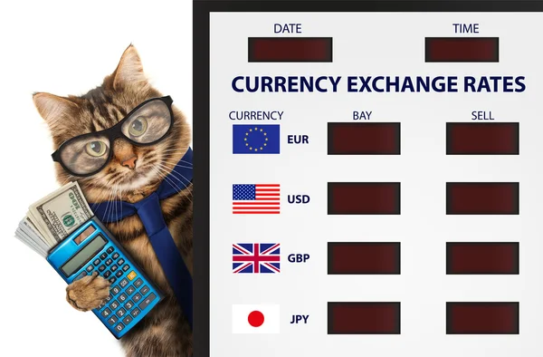 Gato engraçado, troca de moeda . — Fotografia de Stock