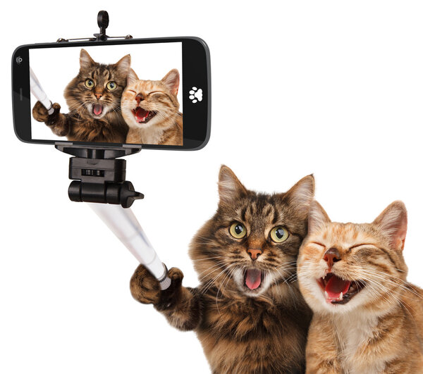 Chats drôles - Image de soi . — Photo