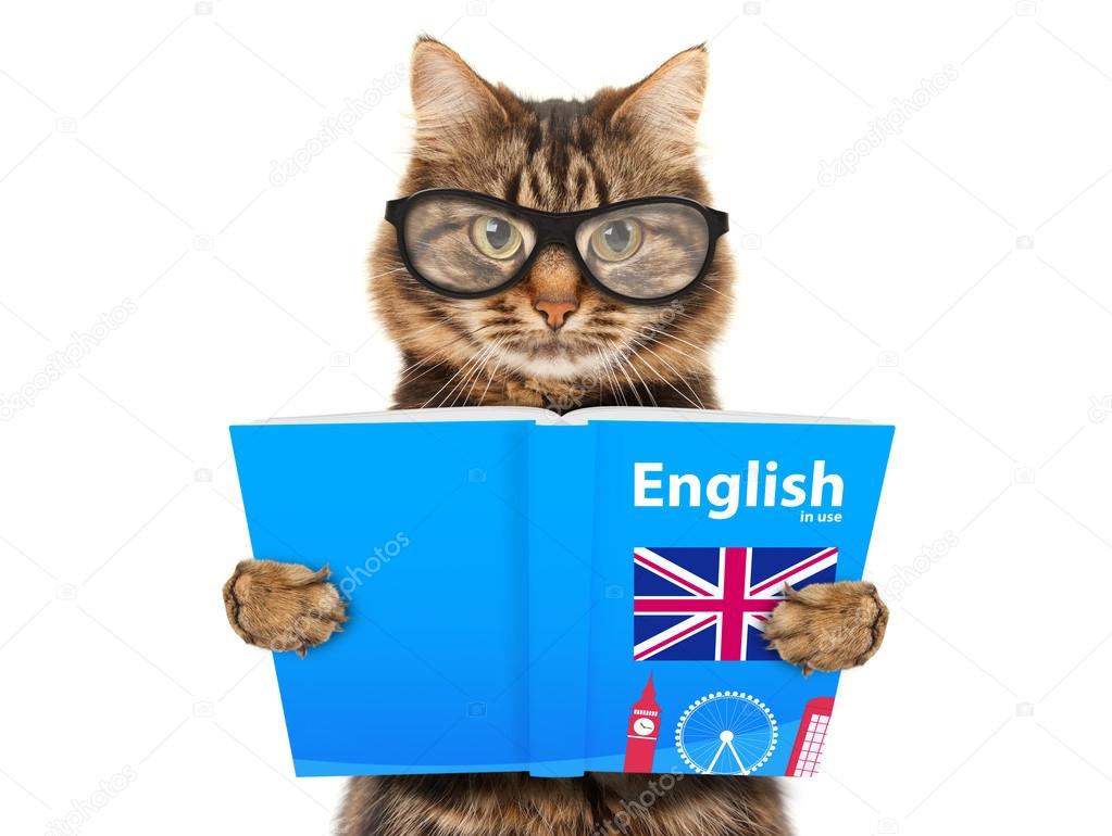 Cat reading a book