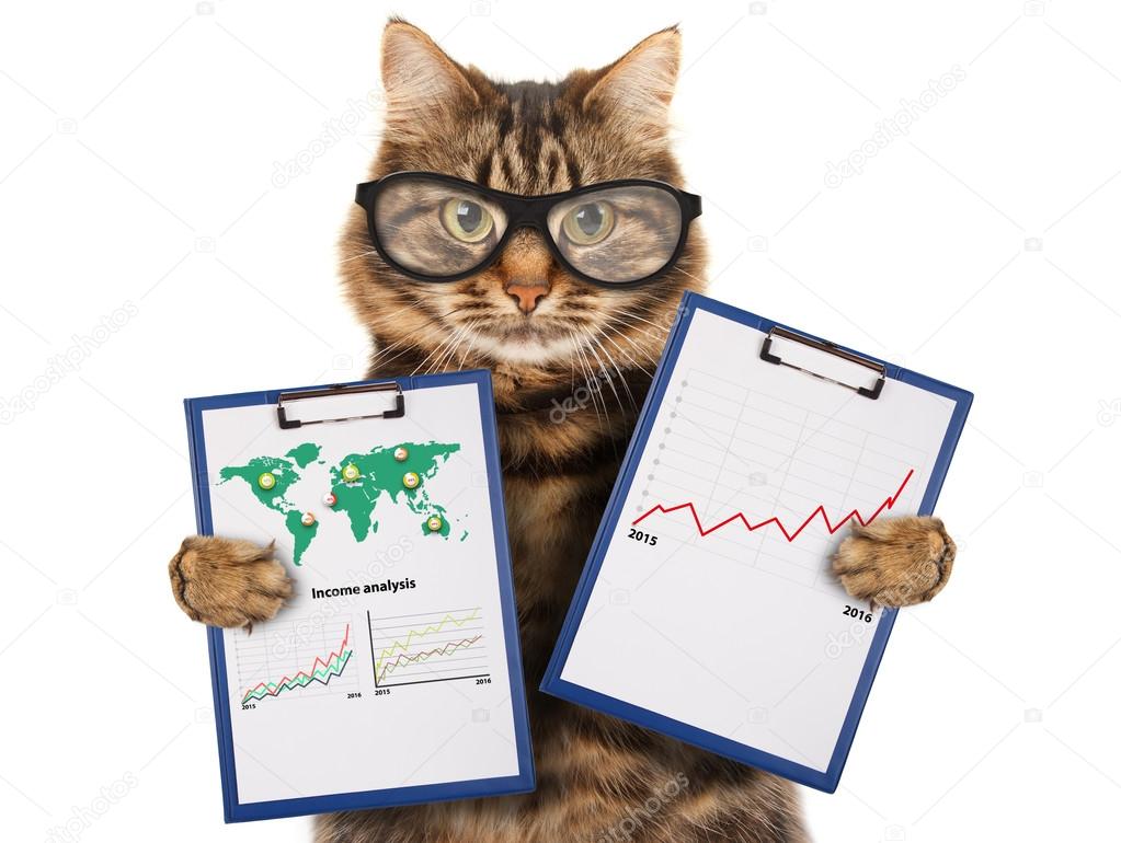 Cat with a folder for presentations