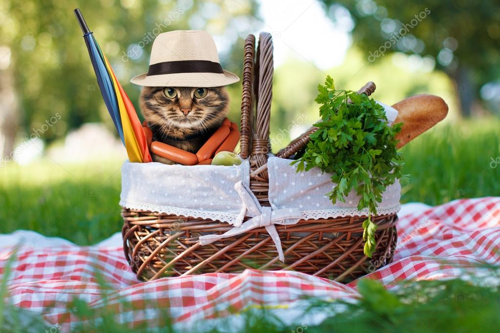 CAT Kitten in the basket in Garden Picnic Russian Modern Postcard 