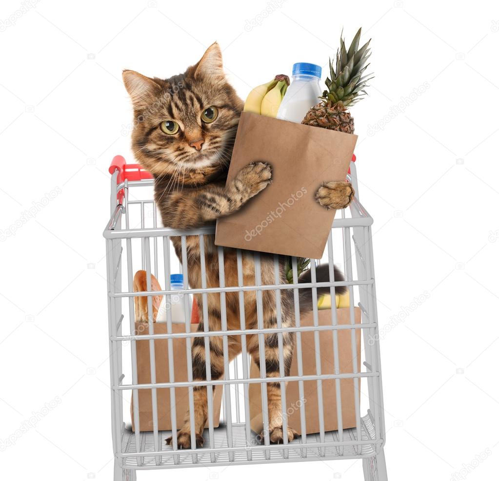 Funny cat in the store