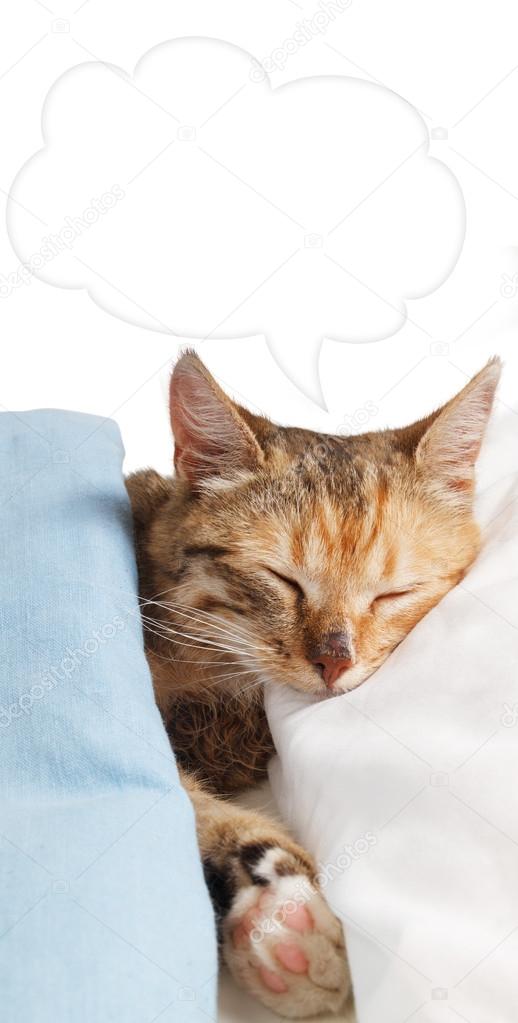 Funny cat sleeping in bed Stock Photo by ©funny_cats 80421476