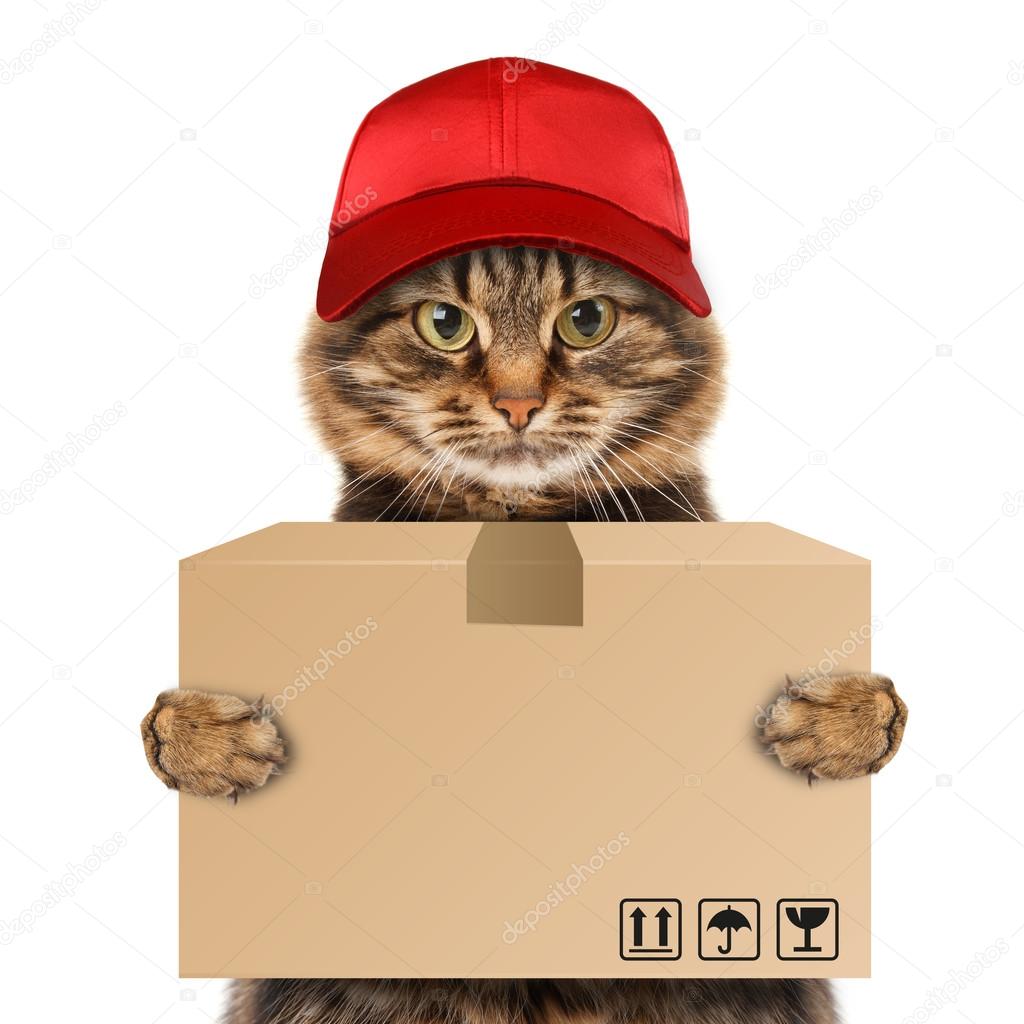 Funny cat - delivery service