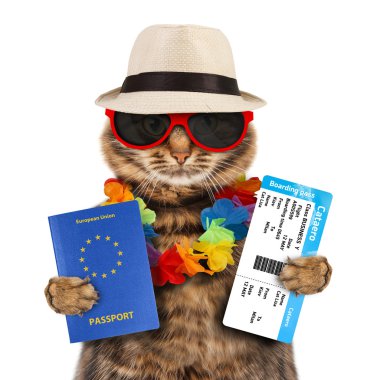 Pasaport ve havayolu bilet ile kedi