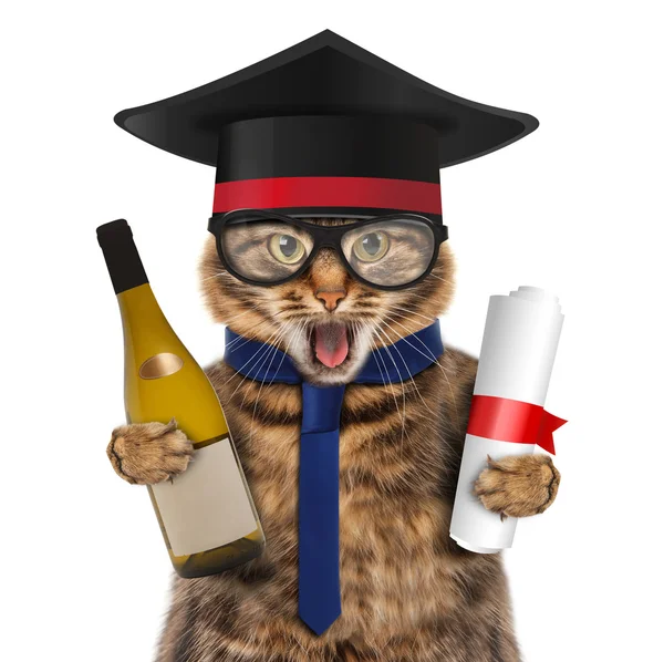 Gato com vinho e diploma — Fotografia de Stock