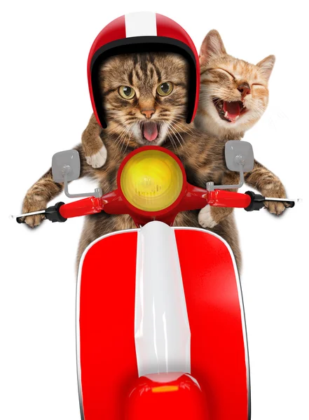 Funny cats - driving a moped — Stock Photo, Image