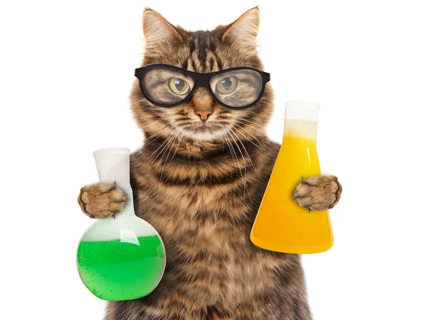 Cat holding bulbs with liquid — Stock Photo, Image