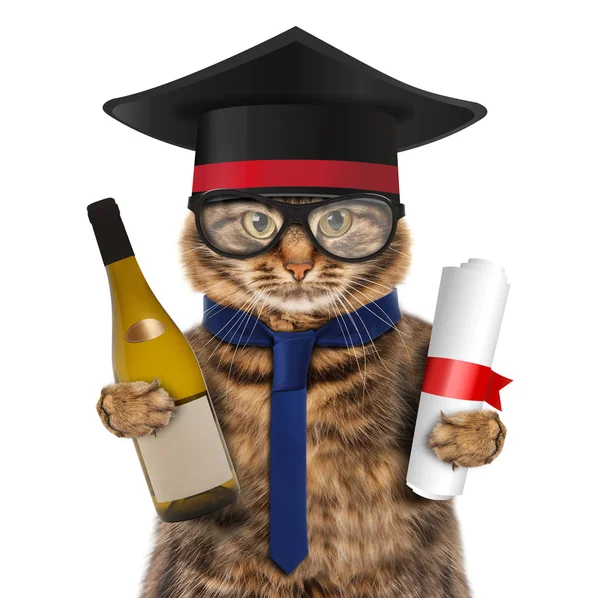 Gato con vino y diploma — Foto de Stock