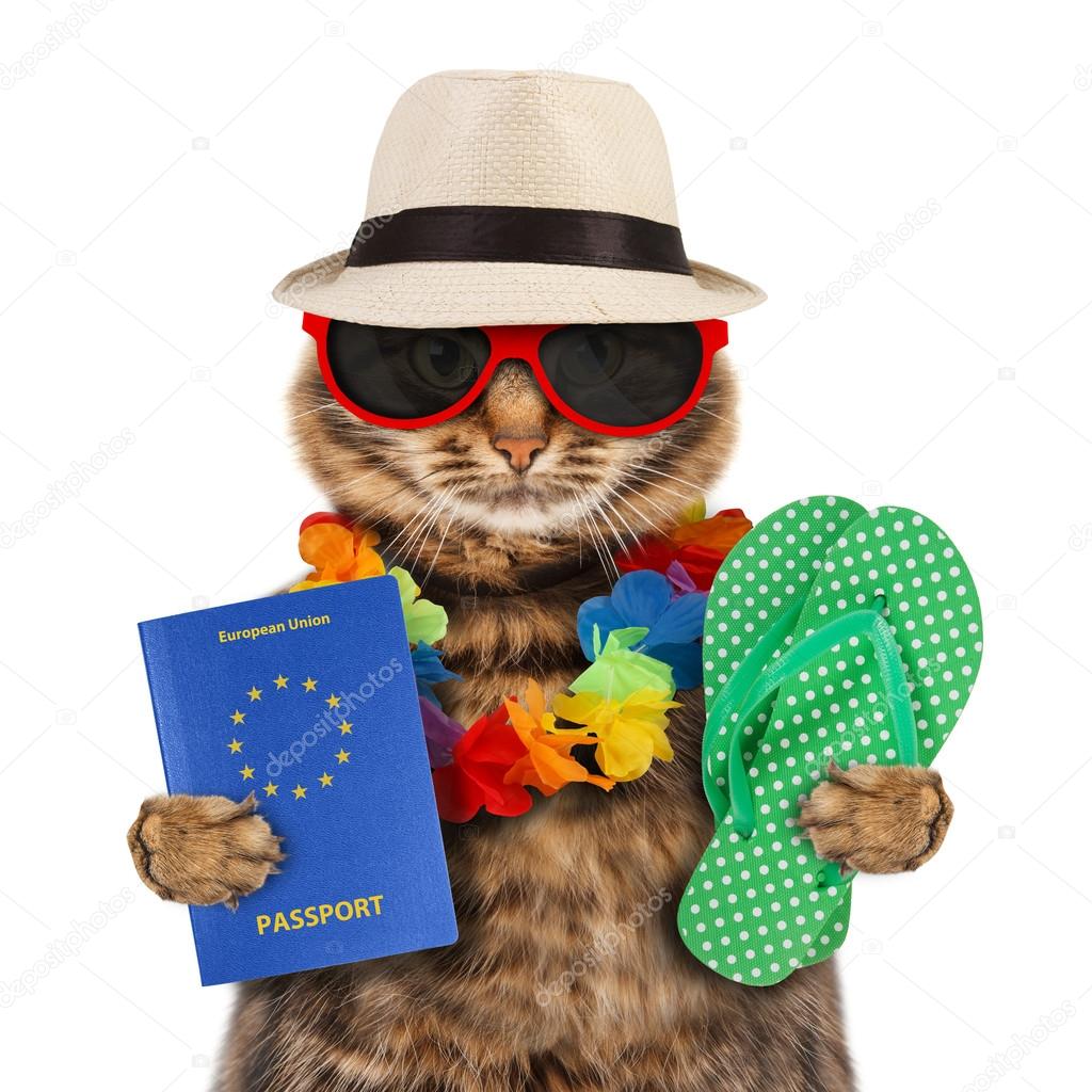 Cat with passport and flip flops