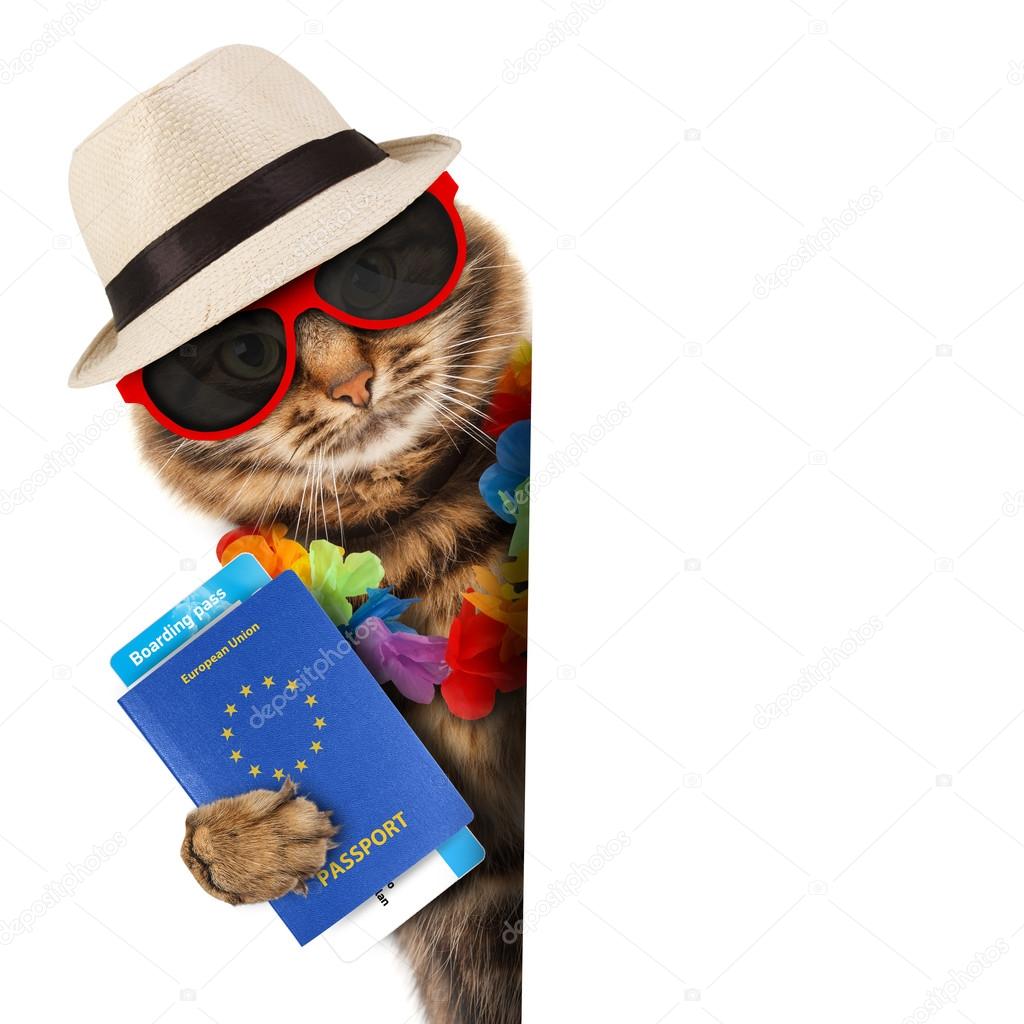 Cat with passport and airline ticket Stock Photo by ©funny_cats 80976506