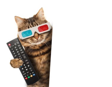Kedi bir uzaktan kumanda ile TV.