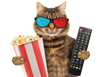 Kedi bir uzaktan kumanda ile TV.