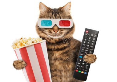 Kedi bir uzaktan kumanda ile TV.