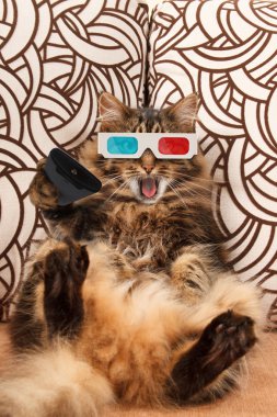 Kedi bir uzaktan kumanda ile