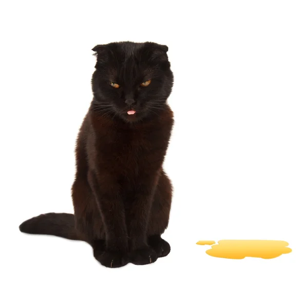 British cat pee on the floor. — Stock Photo, Image