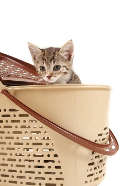 Kitten in een kunststof mand — Stockfoto