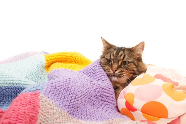 แมวตลก - นอนบนเตียง — ภาพถ่ายสต็อก