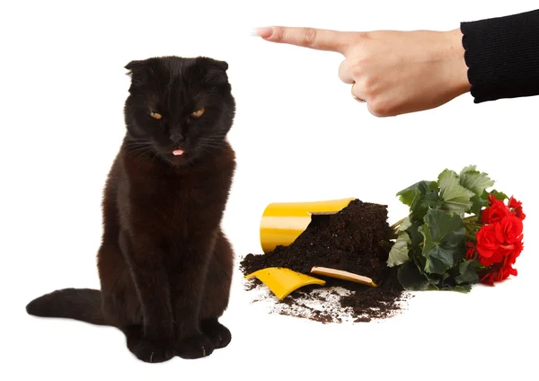 Katze zerbrach einen Blumentopf. — Stockfoto