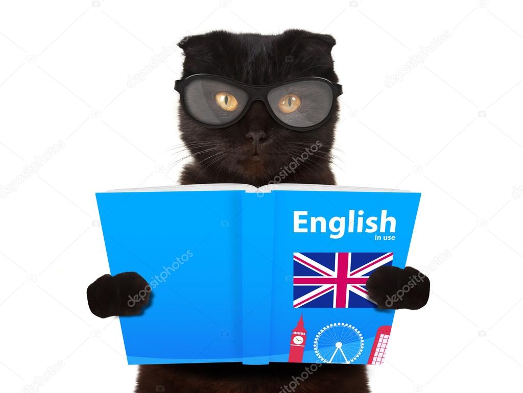 Идиомы на английском. Описание кошки по английскому языку. Рассказ про кошку на английском языке. Карточки со словами на английском для детей кошка. Идиома на английском.