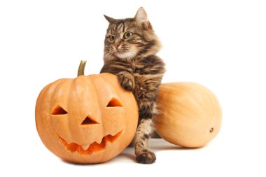 Kabak ile şirin kedi