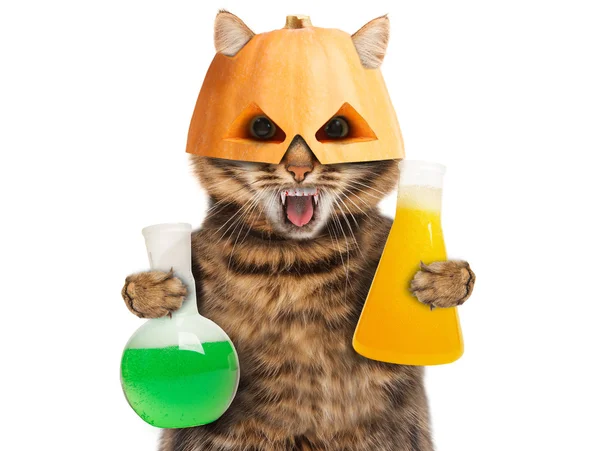 Кот в маске на Хэллоуин — стоковое фото