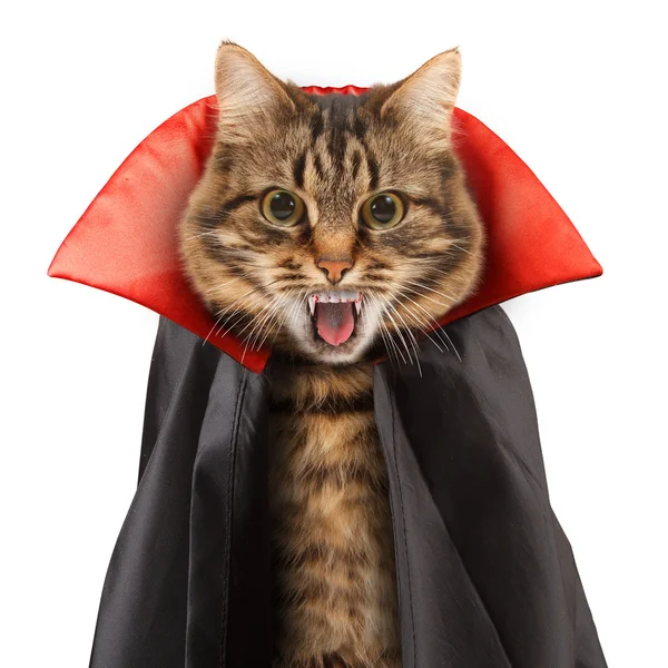 Cat evil with fangs — Stock Photo, Image