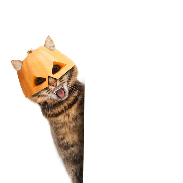 Gato em máscara de Halloween — Fotografia de Stock