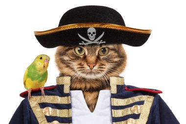 Funny cat - pirate clipart