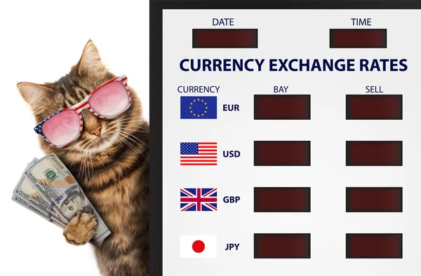 Funny cat, currency exchange. — Stock Photo, Image