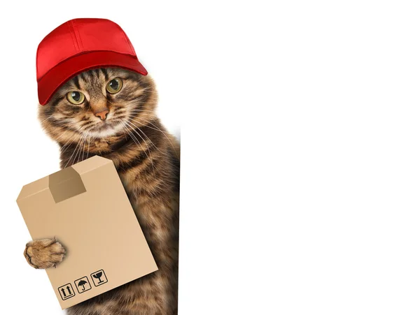 Funny cat - delivery service — Stock Photo, Image